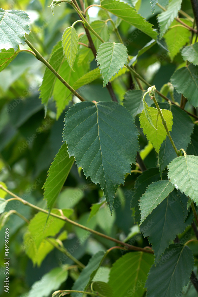 Fototapeta premium Betula albosinensis Fascination