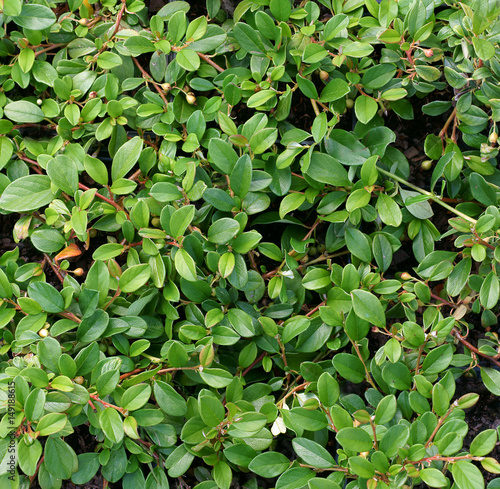 Cotoneaster dammeri Major