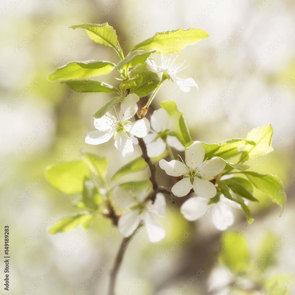 Blooming branch of a plum colorful sunny bright spring background Blooming branch of a plum colorful sunny bright spring background