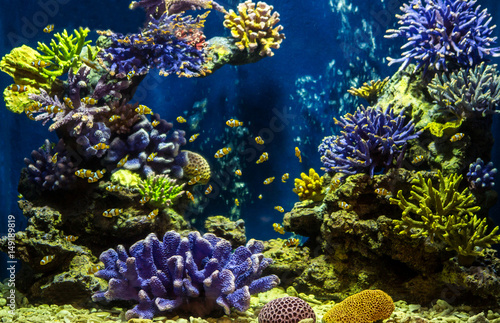 Aquarium fish with coral and aquatic animals © titipong8176734