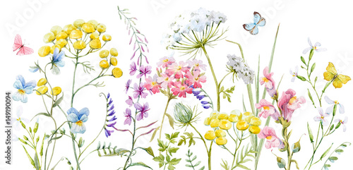 Watercolor wild flowers © zenina