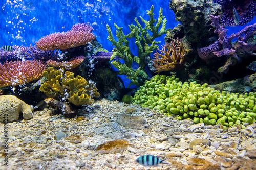 Photography Aquarium fish with coral and aquatic animals