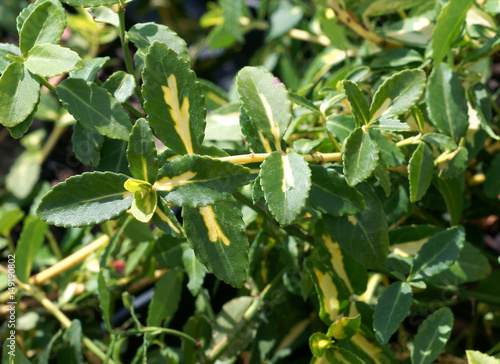 Euonymus fortunei Sunspot / spindle / winter creeper 