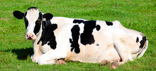 Foto auf Leinwand Kuh Black and white cow lying down on the grass  © Frédéric Prochasson
