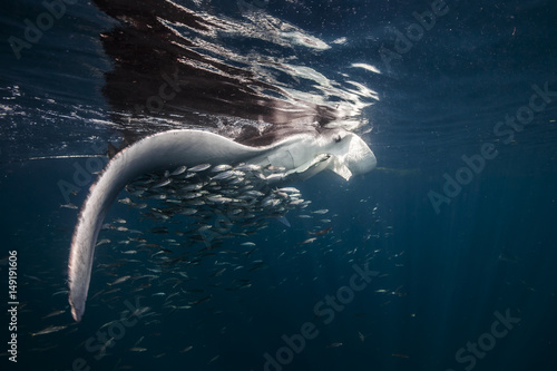 In the shadow of the giant