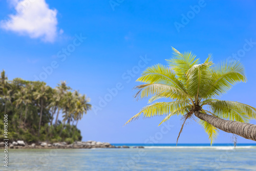 Coconut palm tree with Tropical island for summer season background.