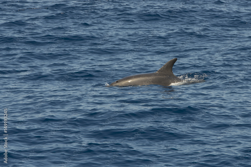 Fototapeta premium dolphin