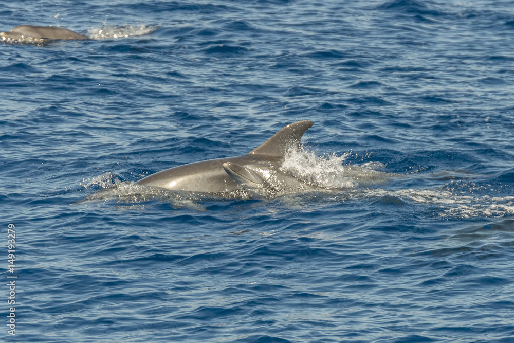 Naklejka premium dolphin