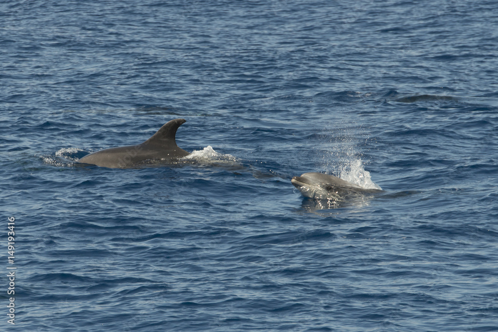 Fototapeta premium dolphin