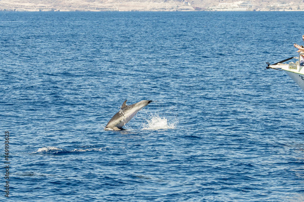 Fototapeta premium dolphin