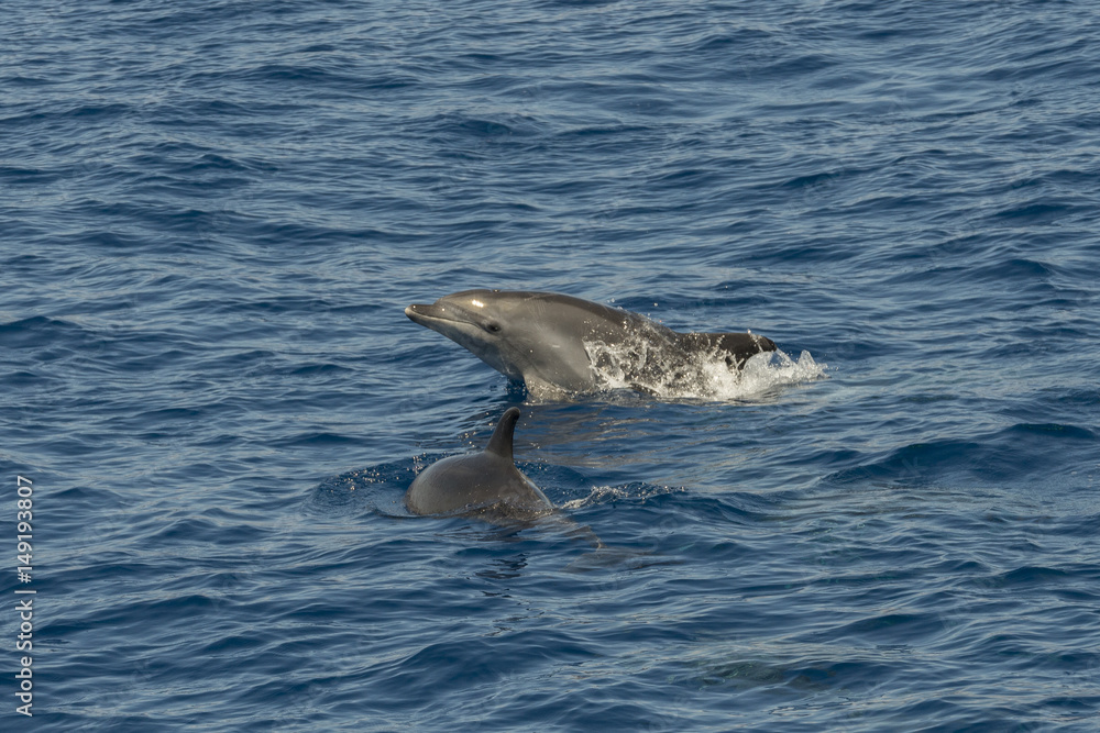 Fototapeta premium dolphin