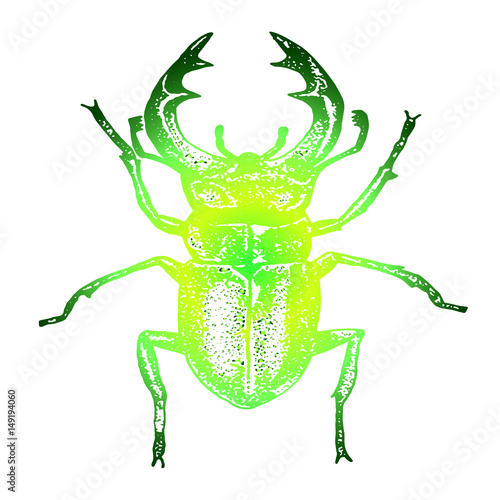Жук
