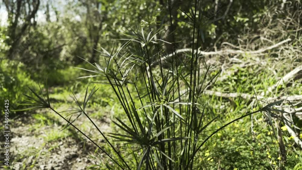 Soft focus, plant in forefront as person walks behind Soft focus, plant in forefront as person walks behind