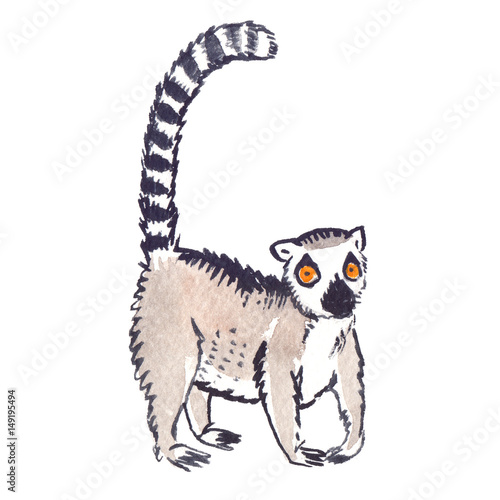 Cute ring-tailed lemur with big surprised eyes painted in watercolor on clean white background