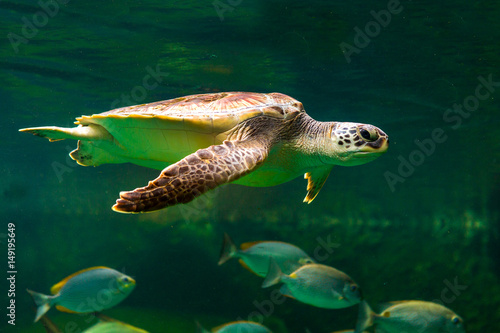 Green sea turtle swimming in a museum aquarium.