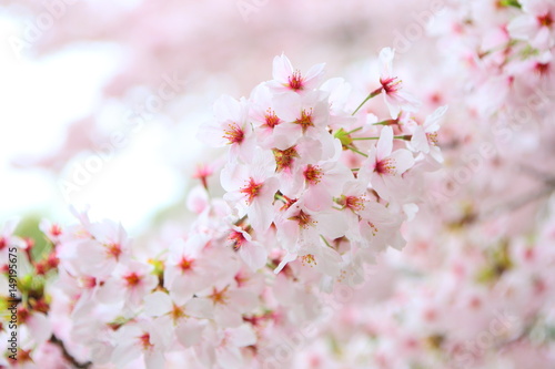 Wallpaper Mural 桜 Torontodigital.ca