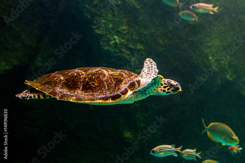 Green sea turtle swimming in a museum aquarium.