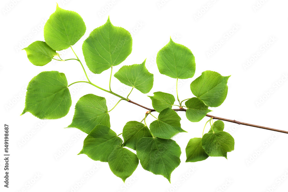 Fototapeta premium Branch of small-leaved lime (Tilia cordata) isolated on white