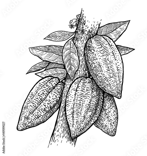 Cocoa illustration, drawing, engraving, ink, line art, vector photo