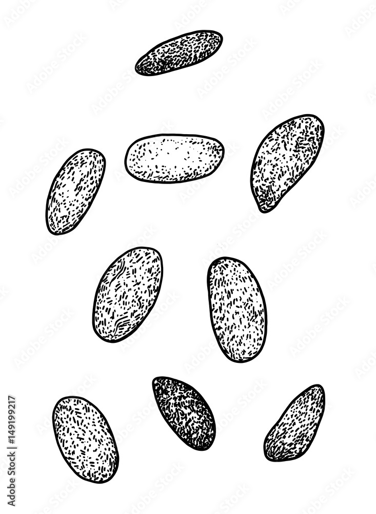 Cocoa bean illustration, drawing, engraving, ink, line art, vector ...