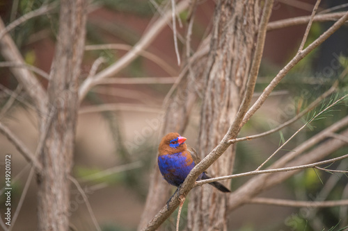 Purple Grenadier  Uraeginthus ianthinogaster photo