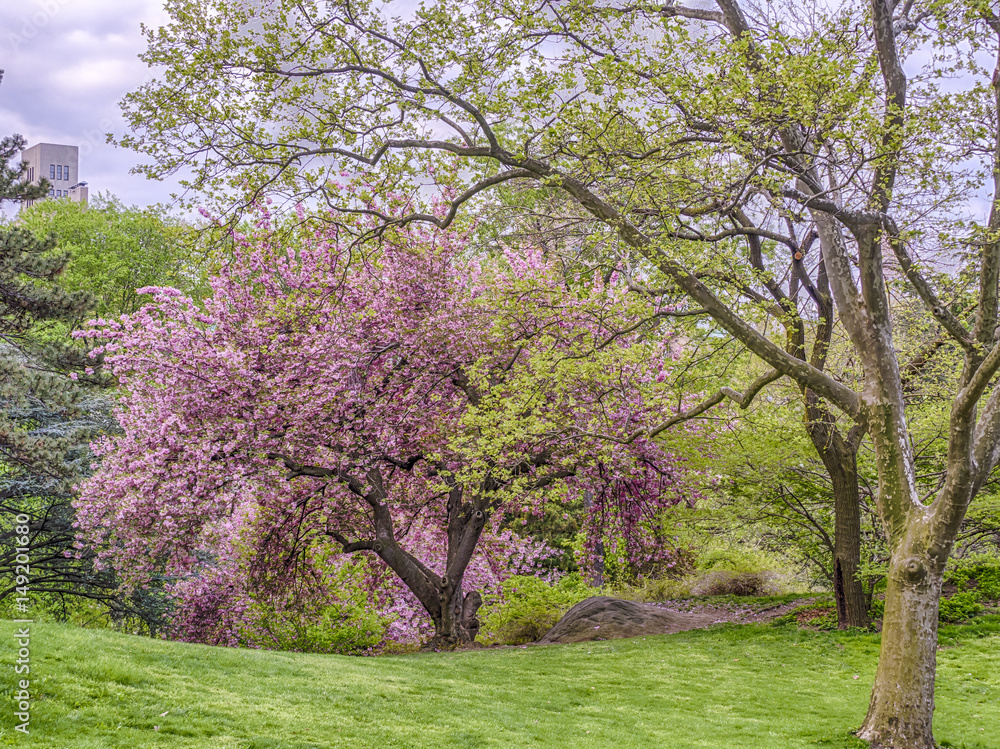 Prunus serrulata or Japanese Cherry