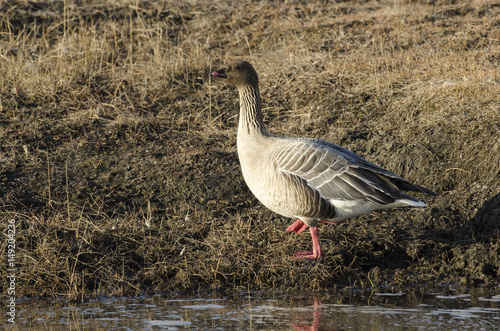 Oie à bec court, .Anser brachyrhynchus, Pink footed Goose, Spitzberg, Svalbard, Norvège photo