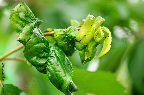 Fruit tree leaves are damaged by insects. The leaves were damaged with the help of ants, insect eggs, insect larvae and other pests of plants. .Dry, twisted leaves.