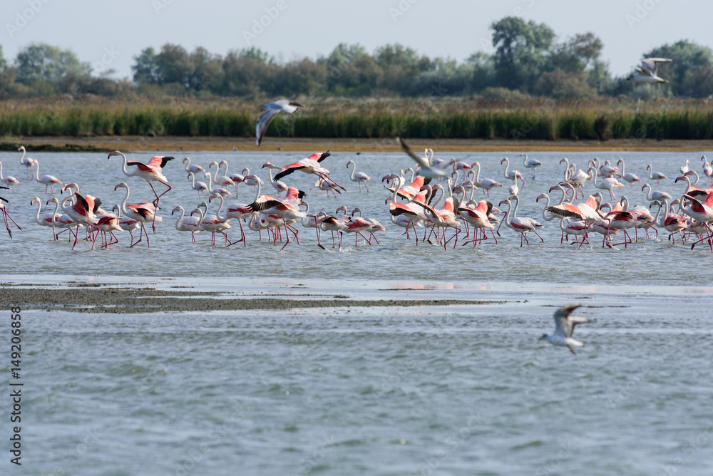 Obraz premium fenicotteri