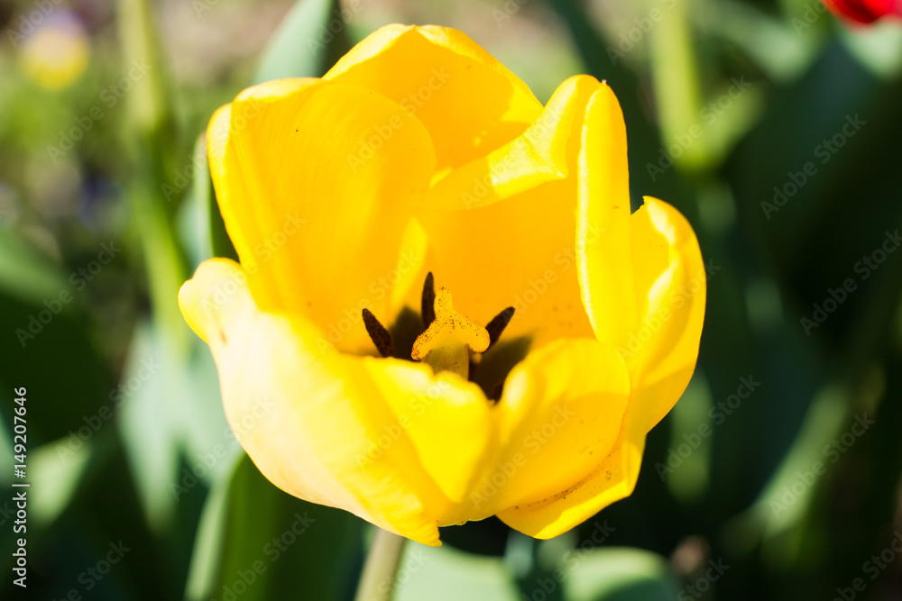 Yellow and Red Tulips Yellow and Red Tulips