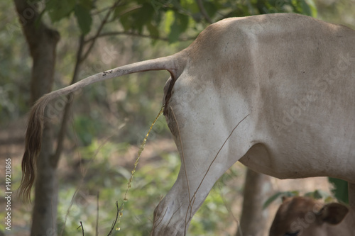 cow urinating on the pasture