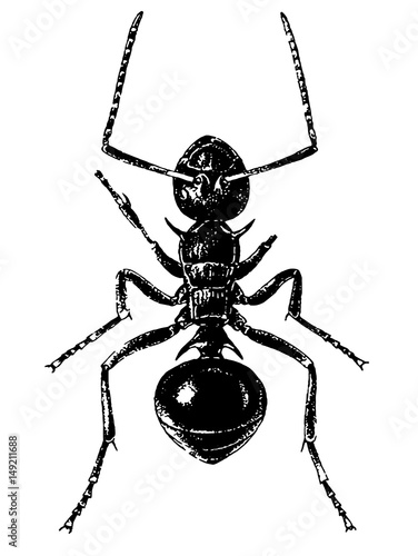 detailed sketch of ant