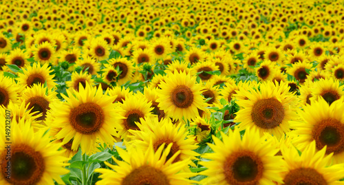 close-up of sunflower