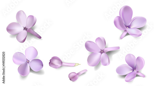 Pastel background with isolated lilac flowers.