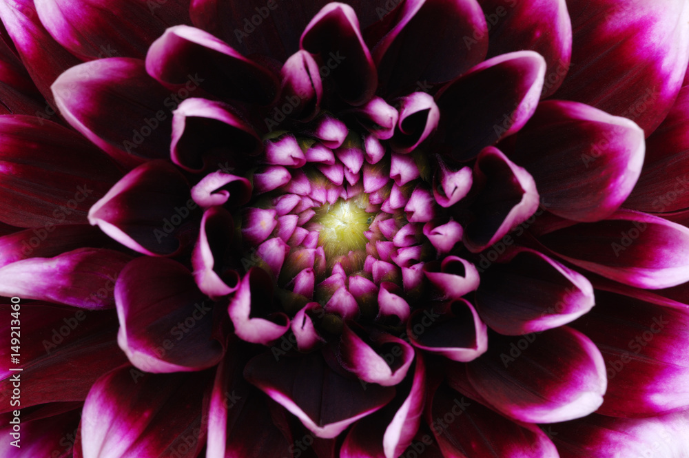 flower and beautiful petals flower and beautiful petals