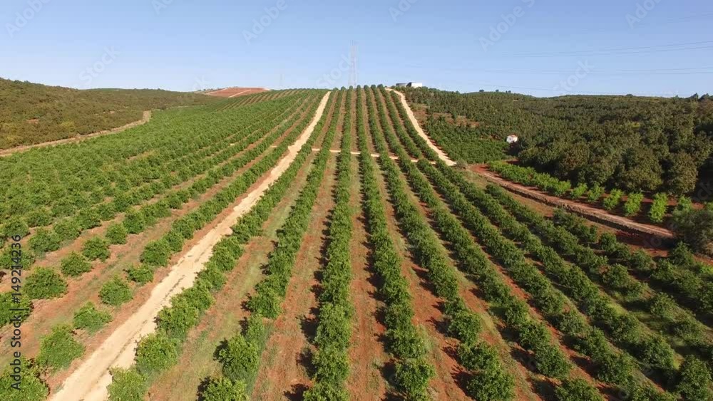 Orange trees plantation at May in Portugal, Algarve, aerial view Orange trees plantation at May in Portugal, Algarve, aerial view