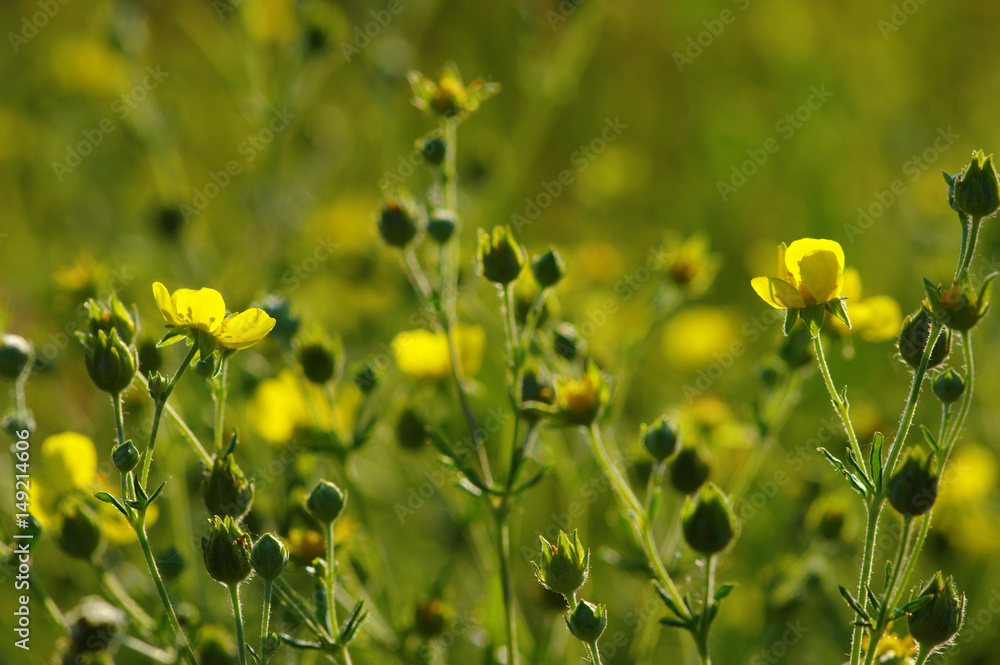 Obraz premium Spring flowers on sun