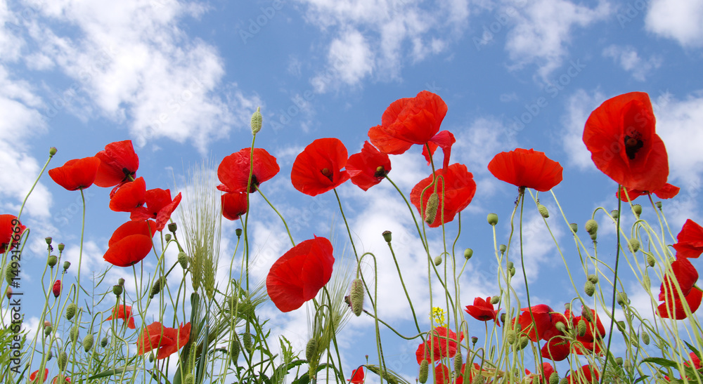 Obraz premium Czerwone maki na polu