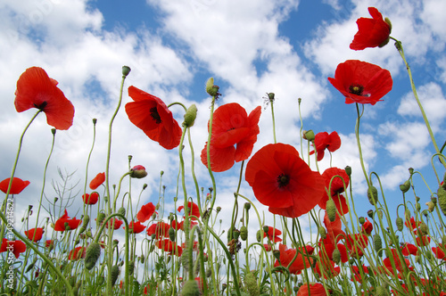 Red poppies on field