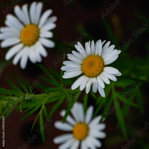 The Geometry of Flowers