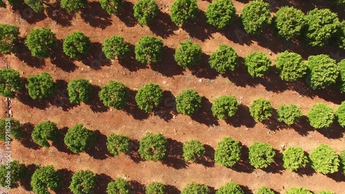 Orange trees plantation at May in Portugal, Algarve, aerial view