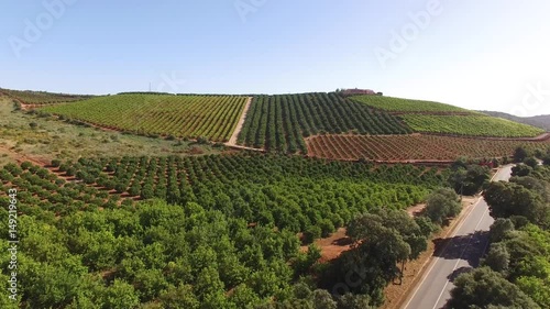Orange, lemon trees and grape plantations. Agriculture in the south of Portugal, the Algarve.