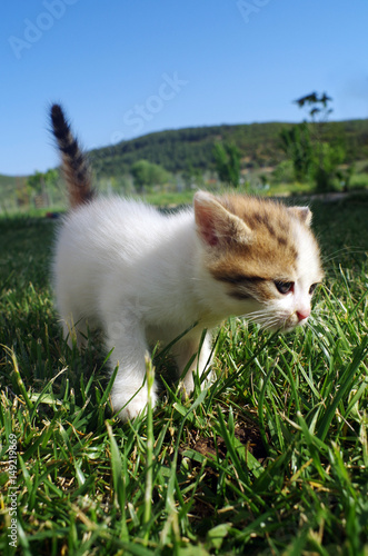 Little cat on the grass of garden.