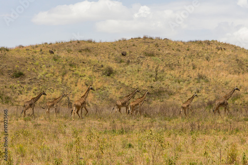 Fototapeta Naklejka Na Ścianę i Meble -  A flock of giraffes are walking on the shroud
