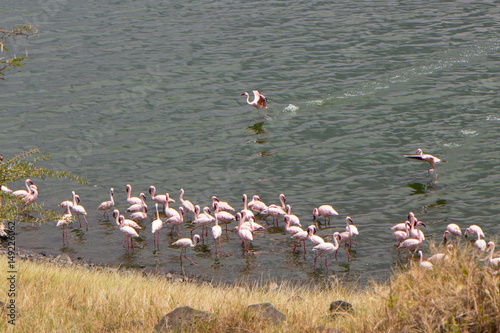 Pink Flamingos in lake photo