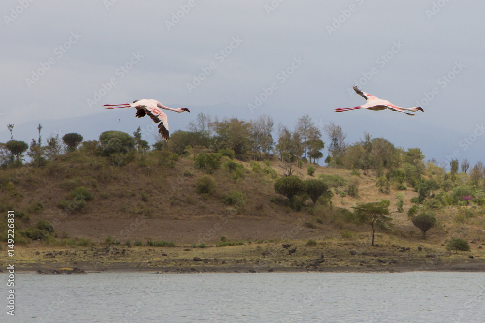 Fototapeta premium Flying Pink Flamingos in lake