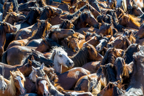 Full Frame View of  Wild Horses Herd photo