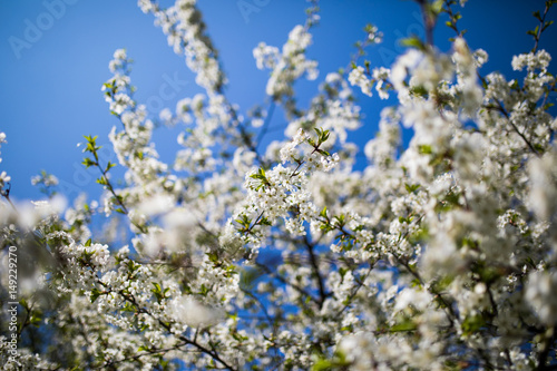 White flowers of the cherry blossoms on a spring day in the garden.