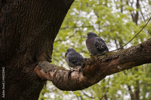 Two pidgins on a branch