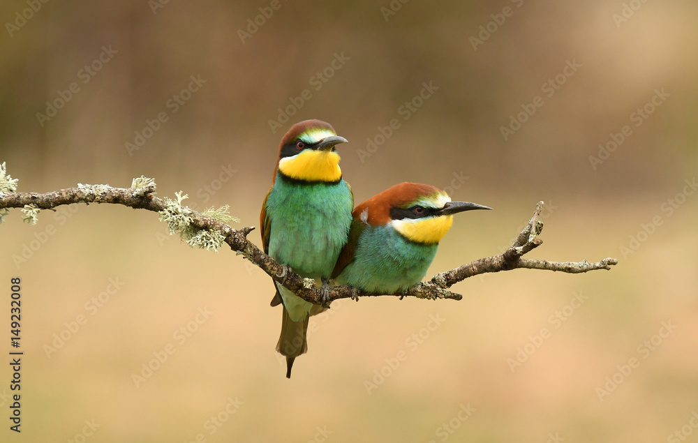 dos abejarucos dos abejarucos